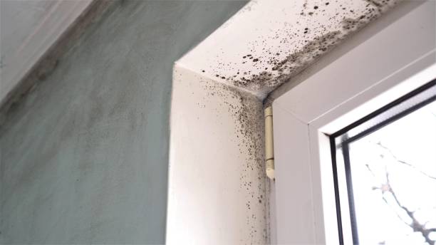 Best Professional Mold Removal  in Champlin, MN