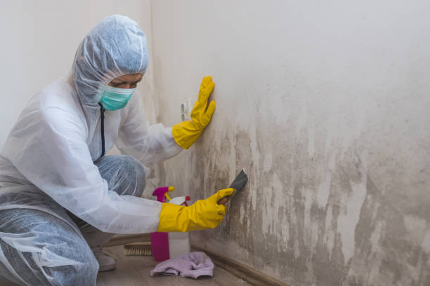 Mold Removal and Inspection in Champlin, MN
