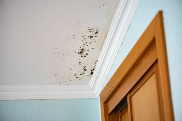 Best Mold Testing and Removal  in Champlin, MN