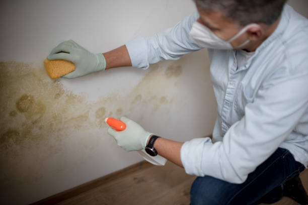 Best Mold Testing  in Champlin, MN