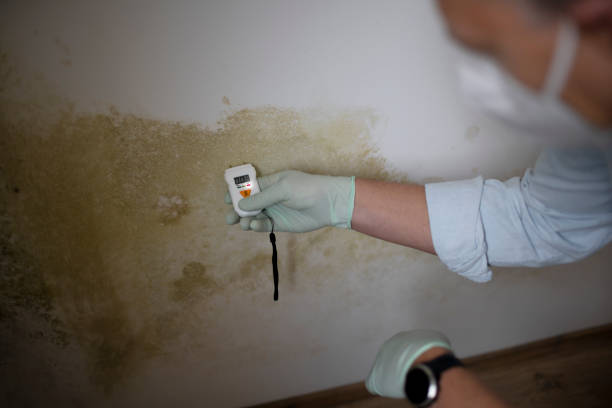 Best Residential Mold Removal  in Champlin, MN