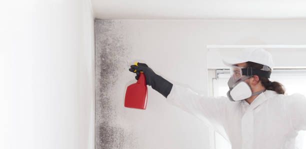 Best Attic Mold Removal  in Champlin, MN