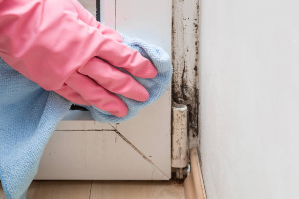 Mold Testing and Removal in Champlin, MN